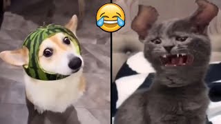 🐾😹 Funniest Cats and Dogs Videos 2023 | Hilarious Animal Compilation! 🤣