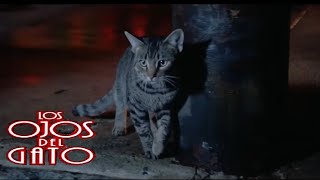 Los Ojos Del Gato: La Apuesta Del Gato