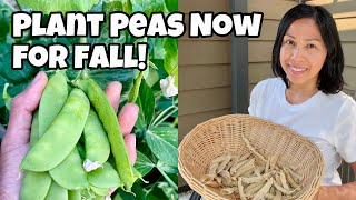 Plant Peas NOW For A Fall Harvest! Tips For Planting Peas From Seed