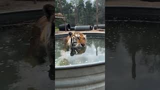 Tiger in Tub