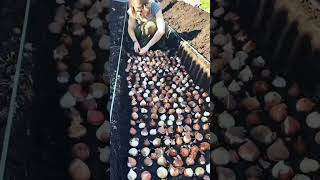 Tulip Planting 🌷🪴#Winter flowering #Grow fastly #Green Garden 🏡