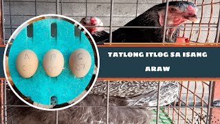 TATLONG ITLOG SA ISANG ARAW NG ATING BRAHMA CHICKEN