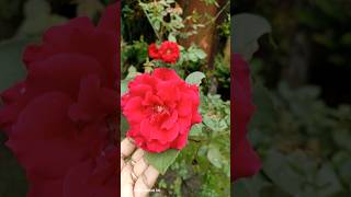 #flowers #rose  #gardening #portuluca  #plants #garden #gardenplant #floweringplant   #reels #video