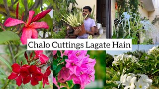 Chalo Cuttings Lagaye🌸🌼 #youtube #gardening