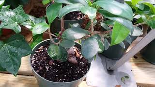 Part 2  Spring Houseplants Shopping (2019) | Houseplant Tour | Dothan Nurseries