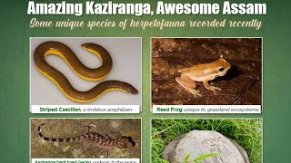 Amphibians & Reptiles of Kaziranga National Park