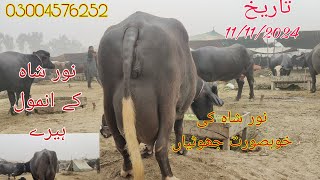 Noor shah ki top buffalo for sale Okara Animal TV 03004576252/11/11/2024/لوکیشن عارف والا منڈی