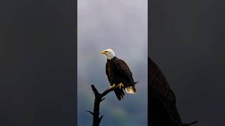 Female Bald Eagle seems upset #shorts #birds #subscribe #eagle  #sony #nature #birdsofprey #wildlife