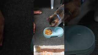 Giving vitamins for my cat#cat #catlover #catvideos #trending#shorts