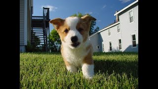 In 30 sec, These Hilarious Slow-Mo Corgi Puppies Will Make You Laugh & Smile!