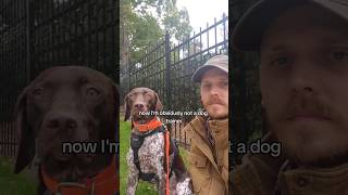 Do Nothing Dog Training For High Prey Drive & Reactive Dogs #gsp #germanshorthairedpointer #dog