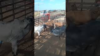 Feira de Gado em Tabira PE(1)