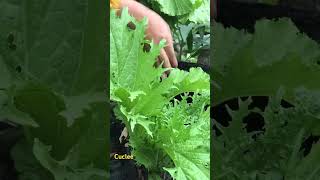 green vegetables in high mountains