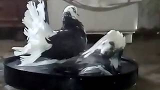 Pigeon bathing for Use Small swimming pool | Kabutar nahate huye