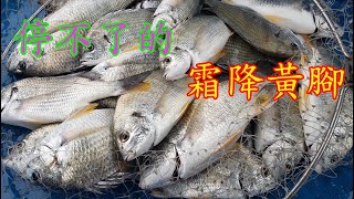 【香港釣魚】《停不了的霜降黃腳》