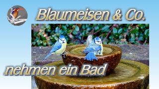 Gartenvögel-01: Blaumeisen & Co. nehmen ein Bad. Lumix DMC-FZ2000