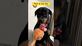 Cute Dog #shorts #rottweiler #puppy #dog #adorabledog #realdog #short #aggressivedog #guarddog #yt