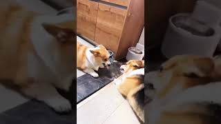 C’est la guerre à la maison entre ces deux Corgi 😡 #corgi #funnyshorts #funnypets #fight #drole