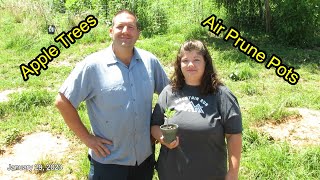 Repotting Apple Trees into Air Pruning Pots