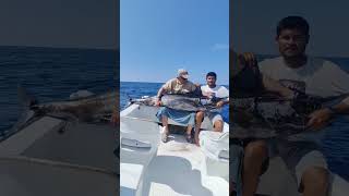 MARLIN AZUL Y PEZ VELA EN ZIHUATANEJO #zihuatanejo #catchandrelease #pezvela