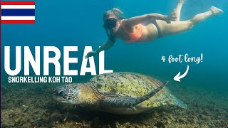 WORLDS BEST (AND CHEAPEST) SNORKELLING TOUR?