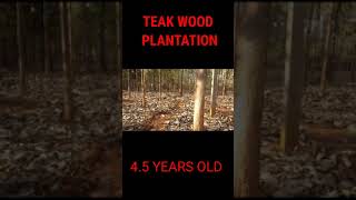 TEAK WOOD PLANTATION