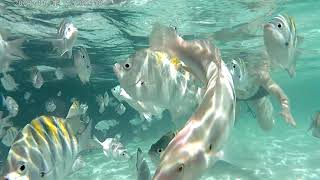 Snorkeling at Mia Reef