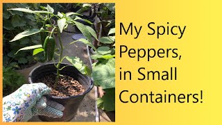 (Video 40) Cayenne Pepper In A 2-Gallon Container | Small-Space Gardening | Regrowing Pepper Crops.