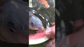 Ikan Koi Makan Semangka ???? 🤔🤔 #ikankoi #koi #ikan #hewan #handfeeding #zafvideo