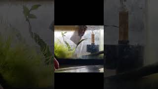 Scrubbing The Algae Of The Shrimp Tank