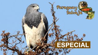 Paraguay Salvaje Especial: Aves