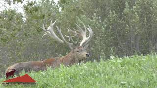 500 class Red Stag in New Zealand