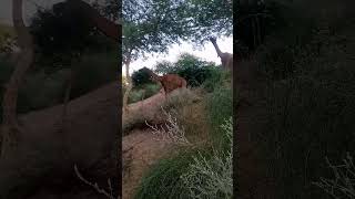 Camel Eating The Forest #youtube #animal #viralvideo #ytshorts #camel