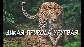 Дикая природа Уругвая / Wild Uruguay (2020)