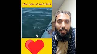 Wow Sharf Fish Amazing Clips #afghanproudtvchannel