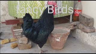 australorp murga black australorp murga ki pehchan #australorpchick #australorp