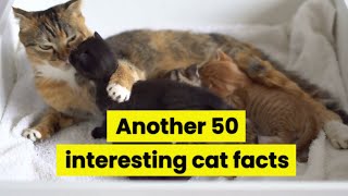 Another 50 interesting facts about cats #facts #cats