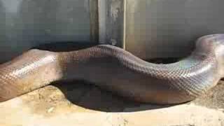 Serpiente Anaconda susto enorme broma comiendo