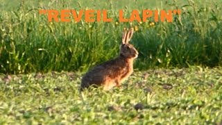 VIE SAUVAGE:"Le réveil des lapins"