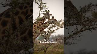 #giraffes #wildanimals #serengeti #serengetisafari #tanzania #africasafari #safari #gamedrive