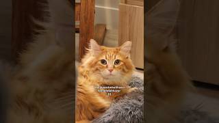 The wizard was feeling generous today 😅 #cat #animals #catvideos #cute #cutecat #pets #cuteanimals