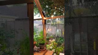 The most relaxing sound ☺️ #rainsounds ( longer length garden videos over on the main channel 👍🏼)