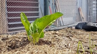 [Off Grid Build] Kitchen Garden Wicking Bed