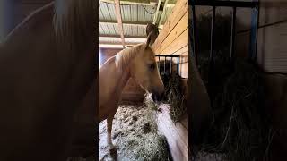 Horse ASMR