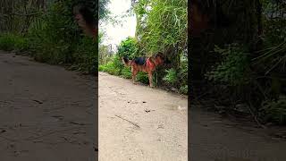 German shepherd morning walk #viral #dog #germanshepherd #doglover #trending #dogowner #ytshorts