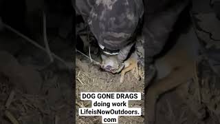 DOG GONE DRAGS Coyote/Deer Drag  #shorts #hunting #pulsar