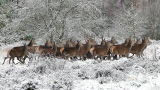 Royalty free reusable video #Deer #Herd #Nature #Wild #Life #Animals #Mammals #Fallow