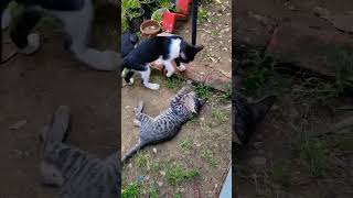 Kitty fight #cat #kittty #funnykittens #crazykitty #catlover #shortsvideo