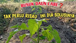 Pengocoran Ke-2 Umur 25 Hst Cabe Rawit Lokal Salo Dua