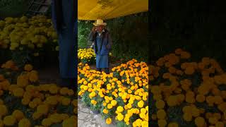 Flores de Cempasúchil en Macetas y por Rollo en Zacapoaxtla